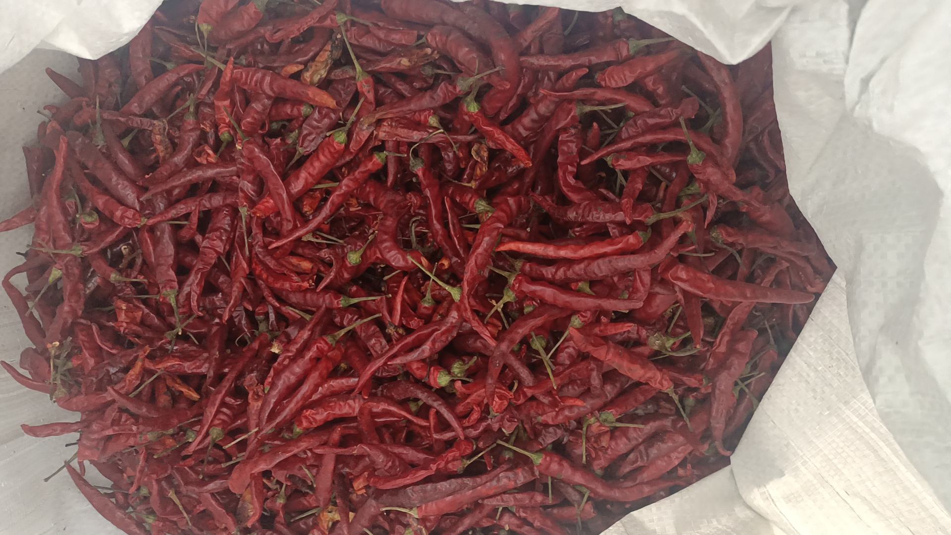 专业干辣椒供应商内部检测实验室工作场景:白色实验服技术人员操作HPLC设备,电脑屏幕显示辣椒素标准曲线图;背景可见农残检测仪、水分测定仪及一排排贴有‘已检’标签的干辣椒样品瓶,瓶身标注品种、批次与检测日期 干辣椒供应商质检实验室特写:技术人员正在使用高效液相色谱仪(HPLC)检测辣椒素与二氢辣椒素含量