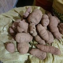 金果榄(地苦胆)块茎（鲜货）