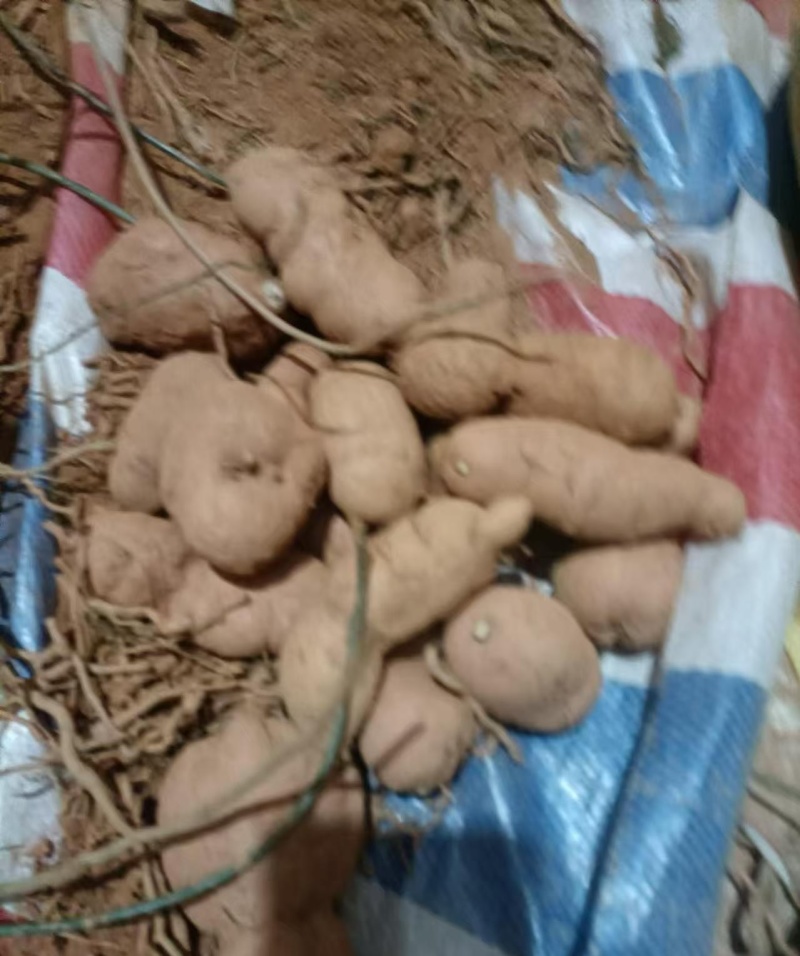 金果榄(地苦胆)块茎（鲜货）