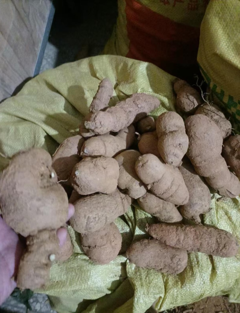 金果榄(地苦胆)块茎（鲜货）
