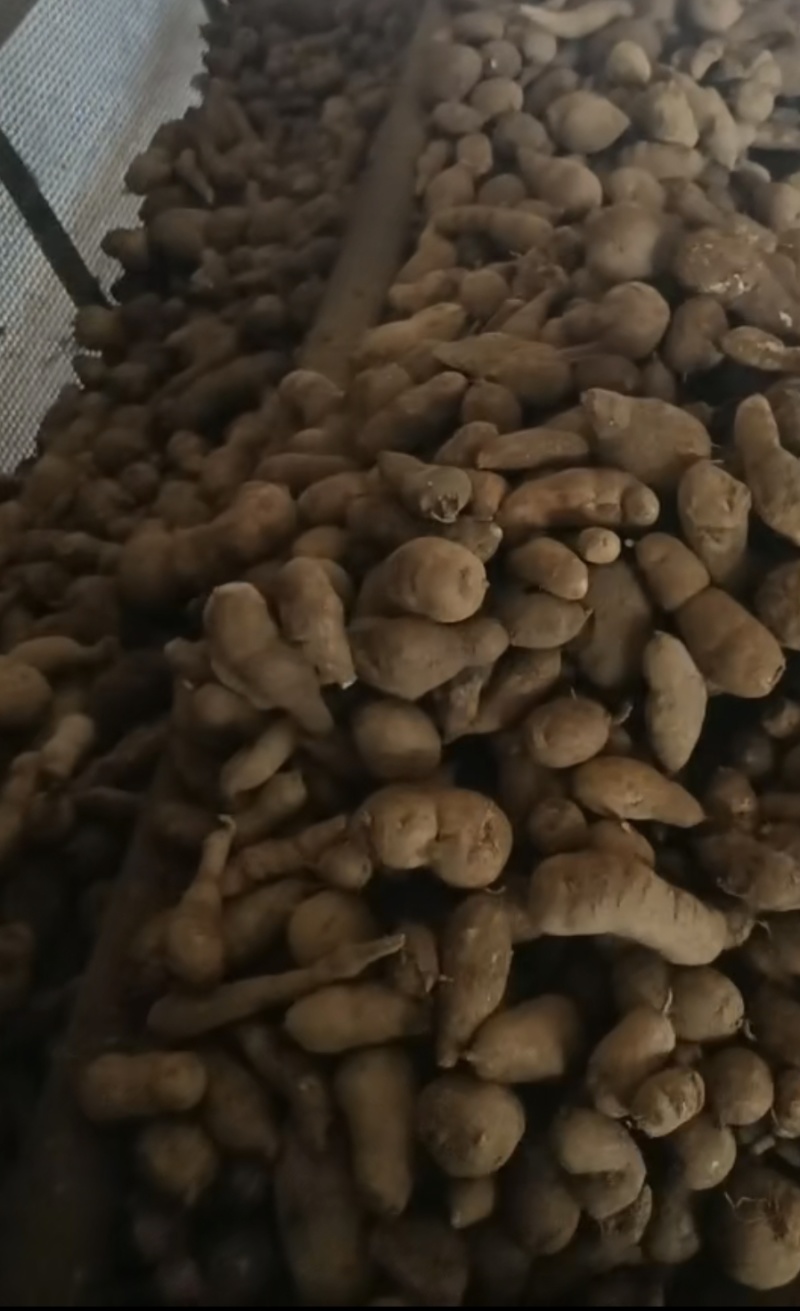 金果榄(地苦胆)块茎（鲜货）