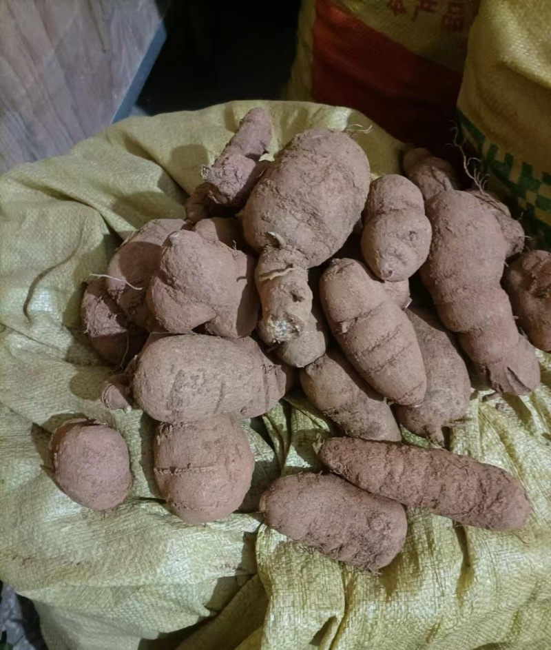 金果榄(地苦胆)块茎（鲜货）