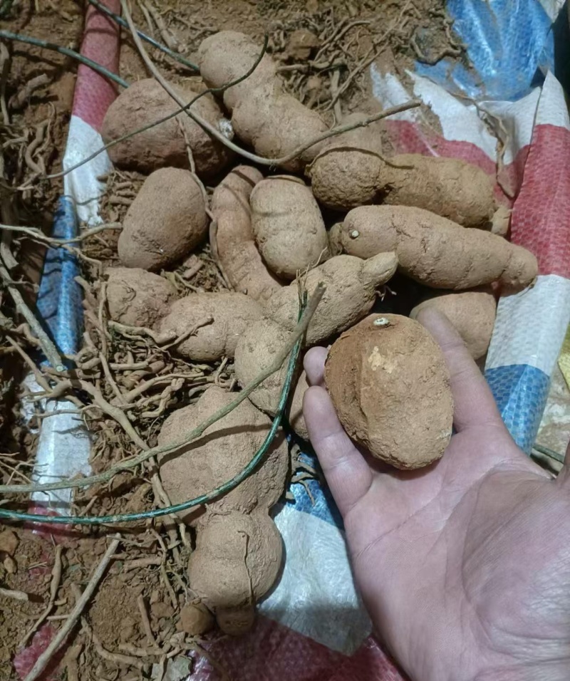 金果榄(地苦胆)块茎（鲜货）