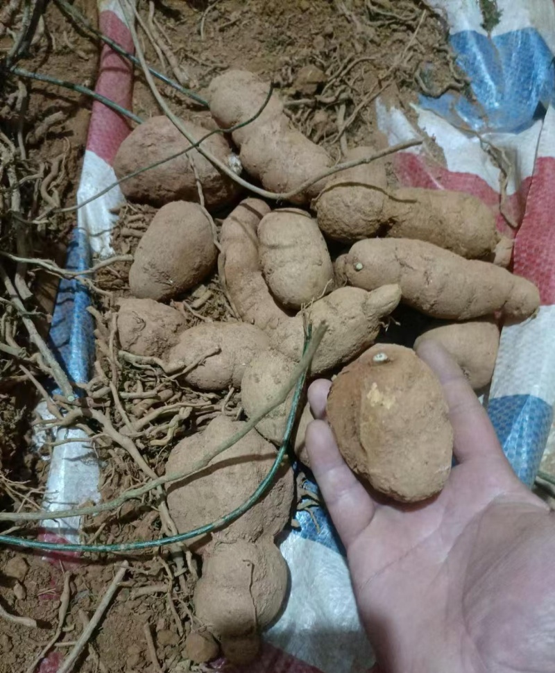 金果榄(地苦胆)块茎（鲜货）