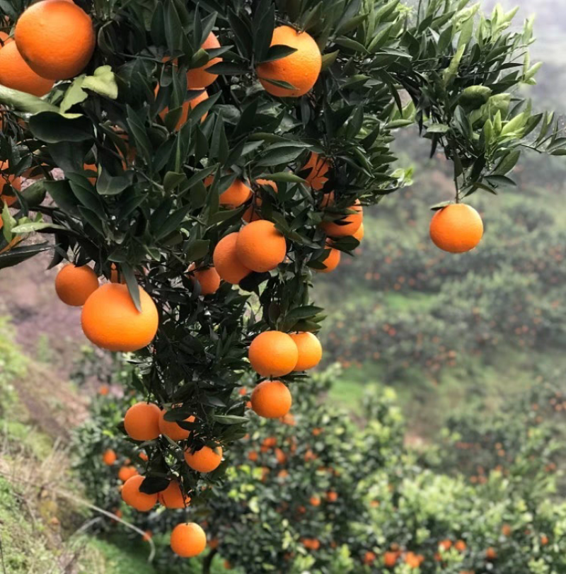 纽荷尔脐橙秭归脐橙正宗纽荷尔产地看货均价包甜包熟