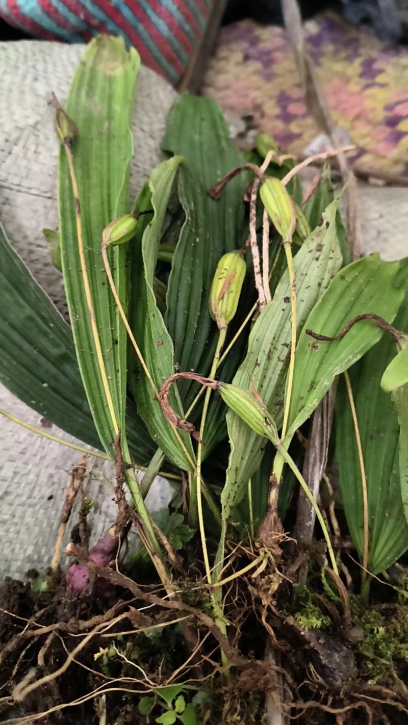冰球子种苗，你买就送，欢迎选购