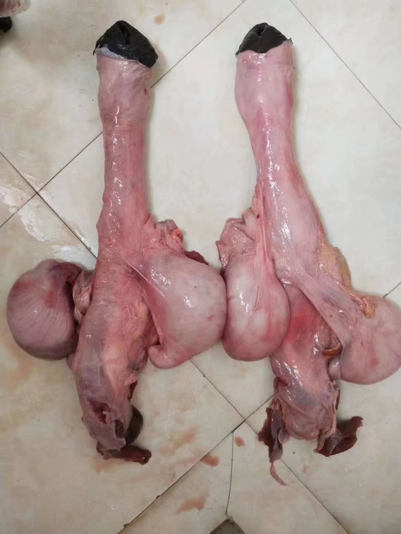 驴鞭
