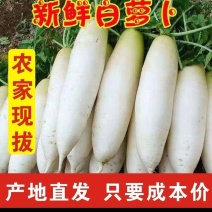 精品白萝卜湖北萝卜大量供应可视频看货水洗一条龙服务