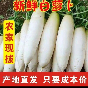 精品白萝卜湖北萝卜大量供应可视频看货水洗一条龙服务