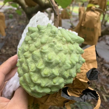 广西释迦果大量上市季节到来需要可以联系