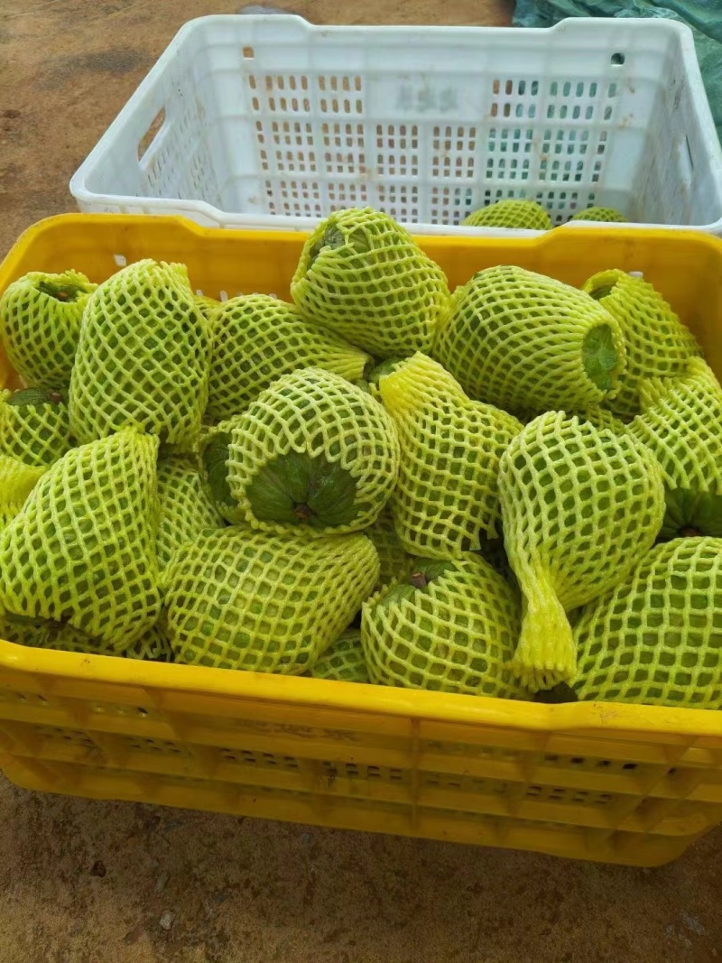 广西释迦果大量上市季节到来需要可以联系