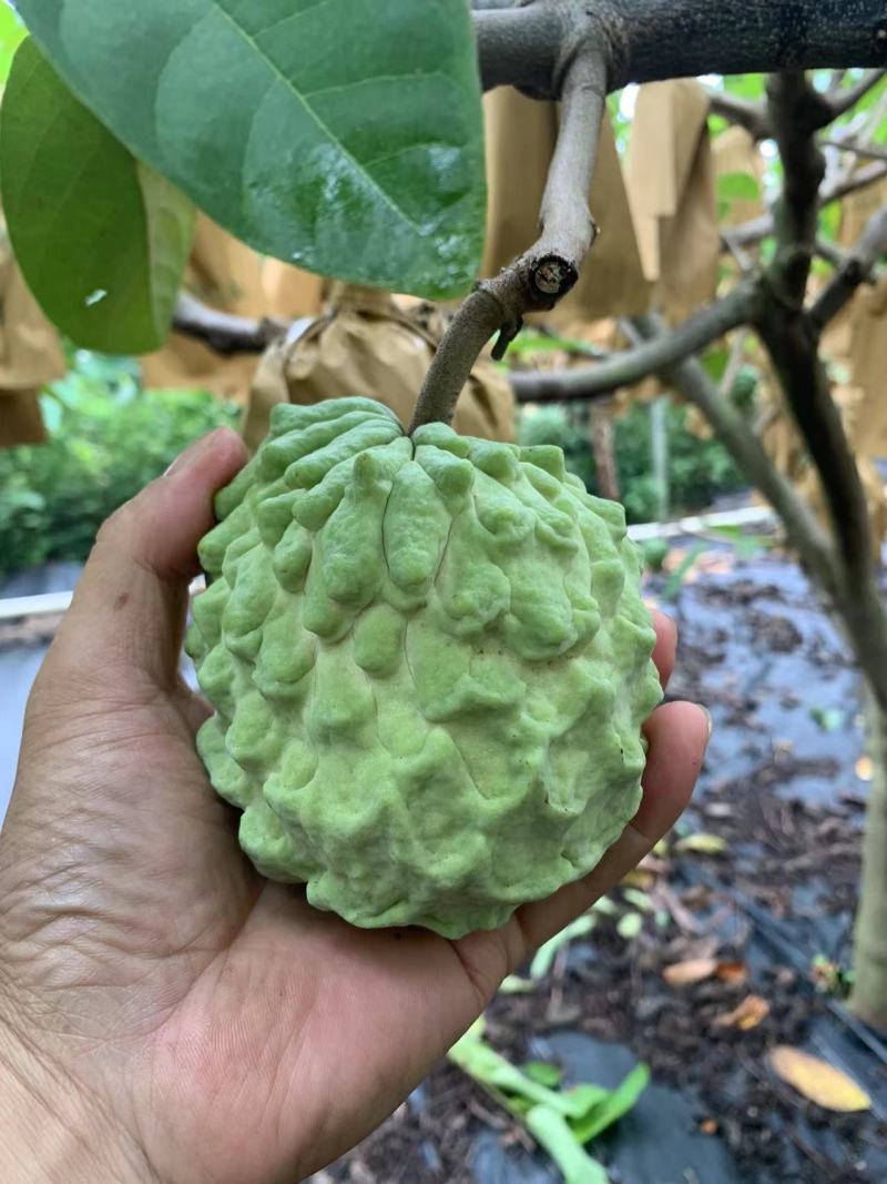 广西释迦果大量上市季节到来需要可以联系