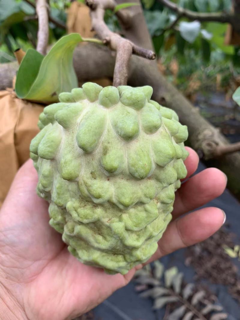 广西释迦果大量上市季节到来需要可以联系