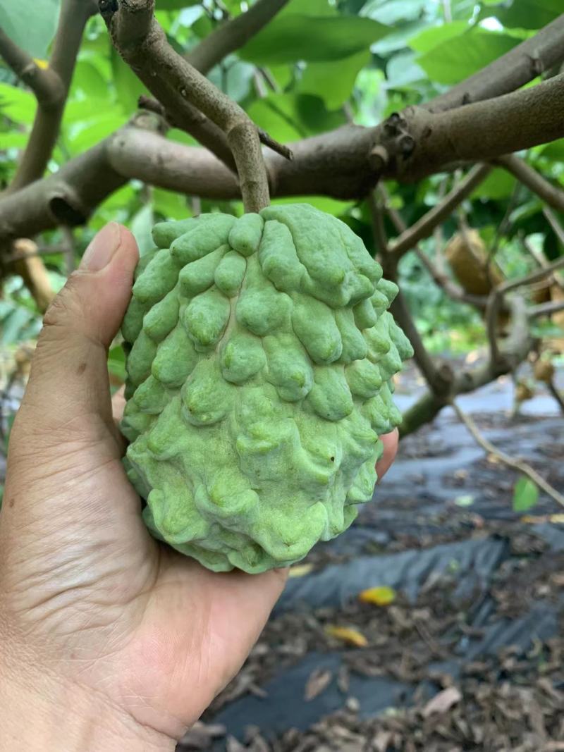 广西释迦果大量上市季节到来需要可以联系