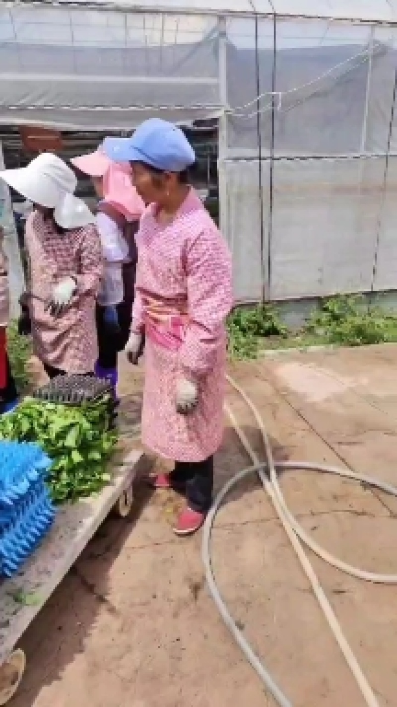 元谋大青枣