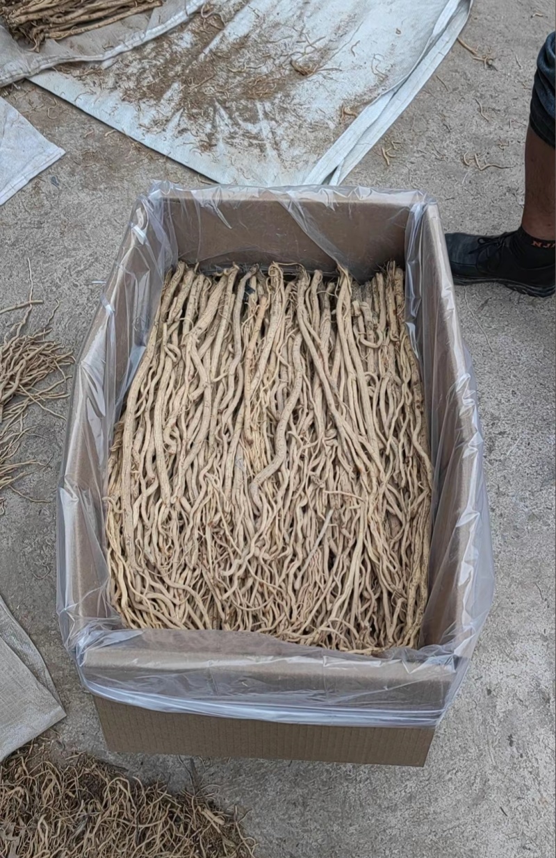 精品防风产地直发甘肃道地药材保真保量欢迎选购