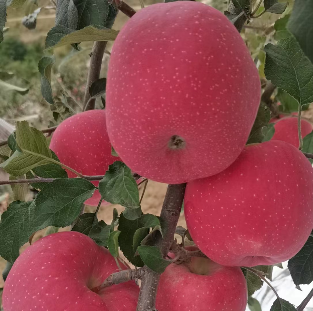 红富士苹果在阳光下呈现出诱人的红色与金色光泽,果皮光滑,果肉洁白多汁 红富士苹果在阳光下的特写