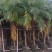 美丽针葵