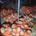 晓蜜25号哈密瓜玉门产地批发，糖度16左右全国批发