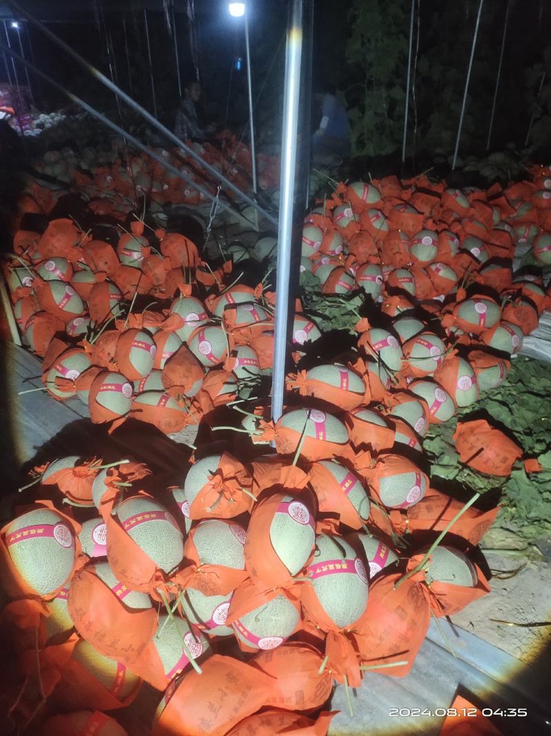 晓蜜25号哈密瓜玉门产地批发，糖度16左右全国批发