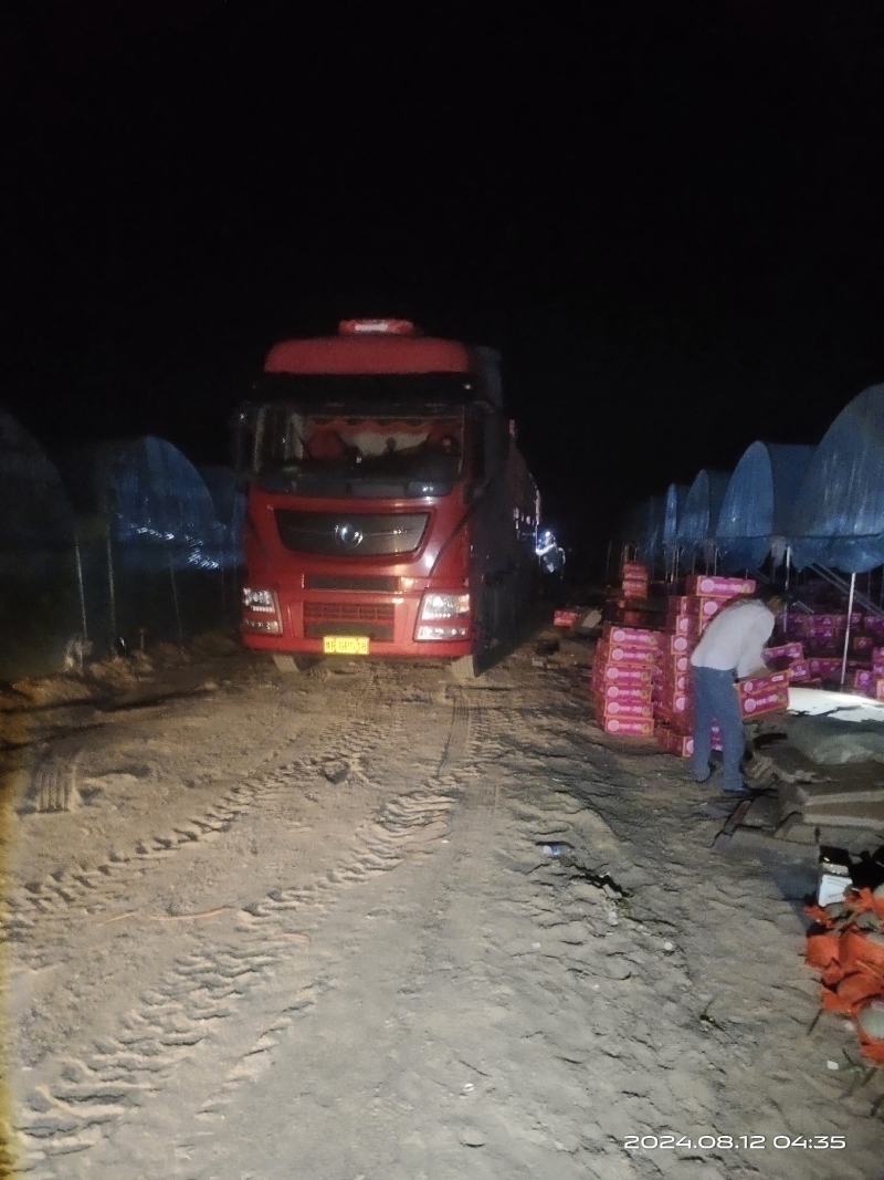晓蜜25号哈密瓜玉门产地批发，糖度16左右全国批发