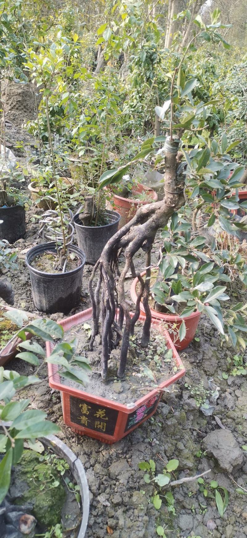 高端金弹子盆景具有很高的观赏价值