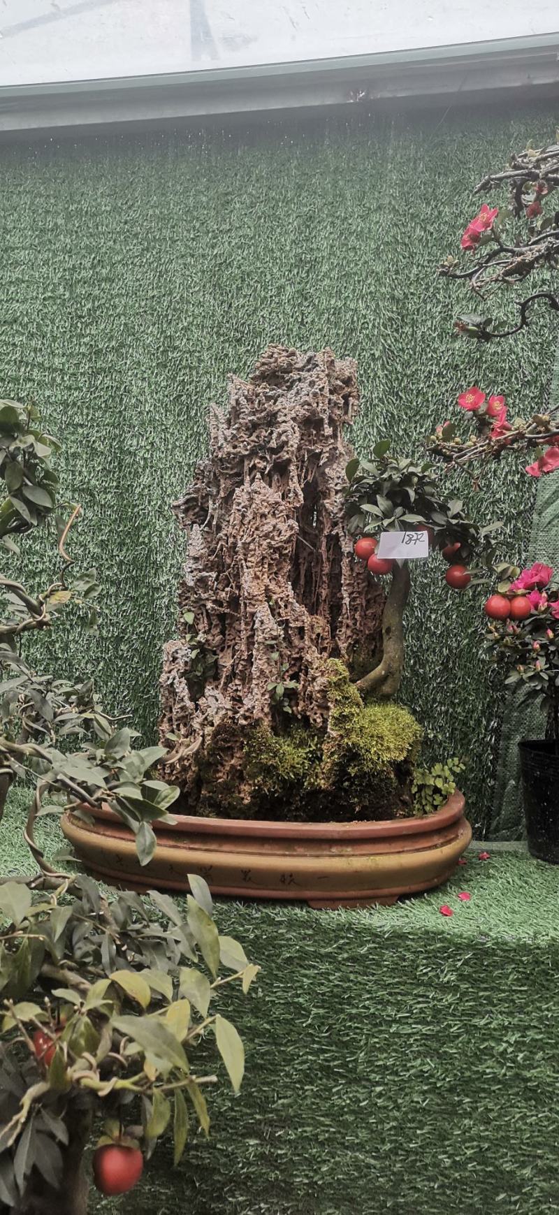 高端金弹子盆景具有很高的观赏价值
