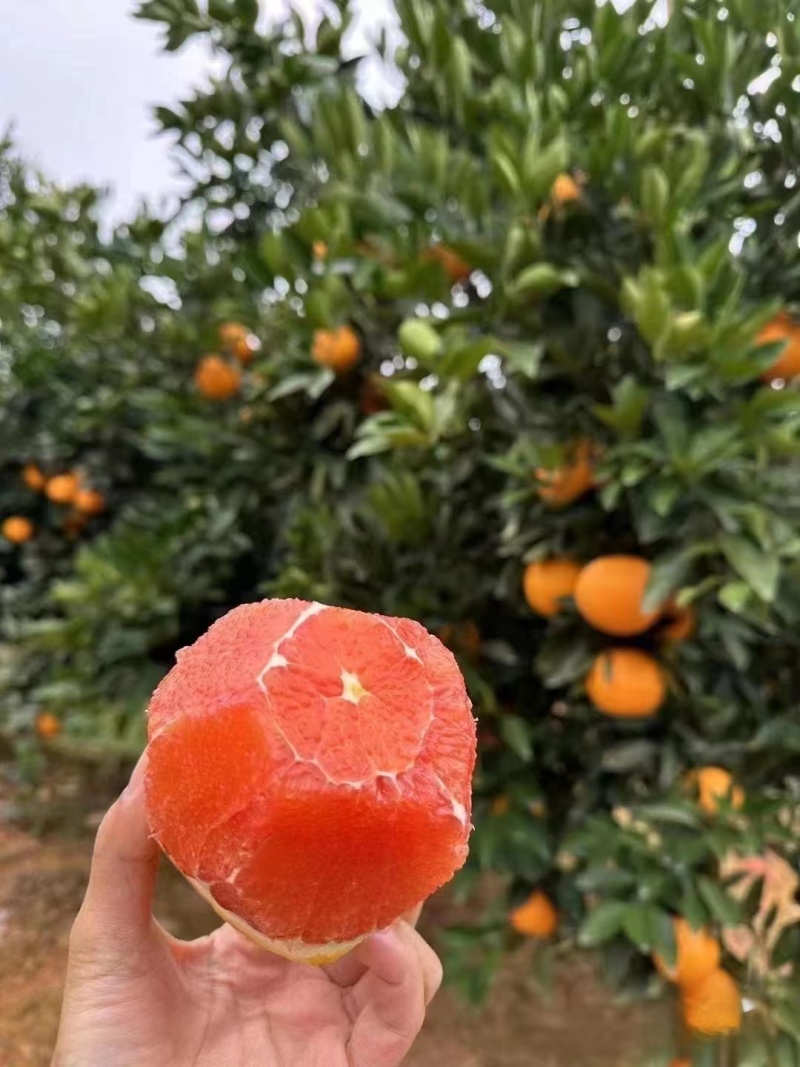 《中华红橙》秭归脐橙红心橙湖北脐橙现摘现发代发全国