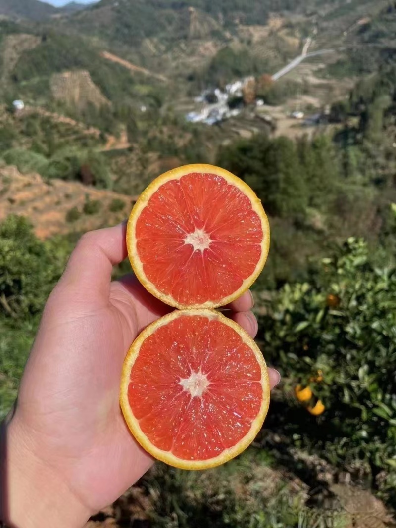 《中华红橙》秭归脐橙红心橙湖北脐橙现摘现发代发全国