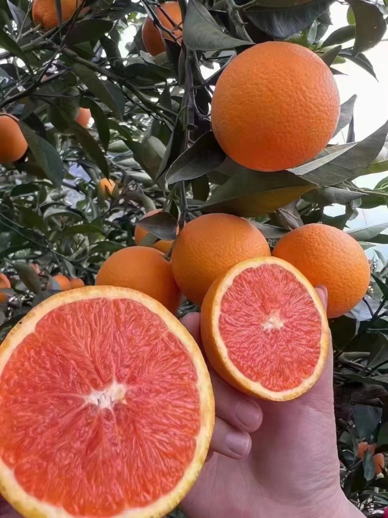 《中华红橙》秭归脐橙红心橙湖北脐橙现摘现发代发全国