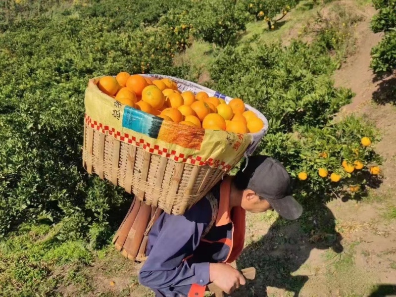 《九月红脐橙》红橙湖北橙子秭归脐橙基地直供可全国代发