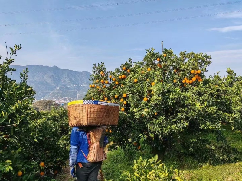 《九月红脐橙》红橙湖北橙子秭归脐橙基地直供可全国代发