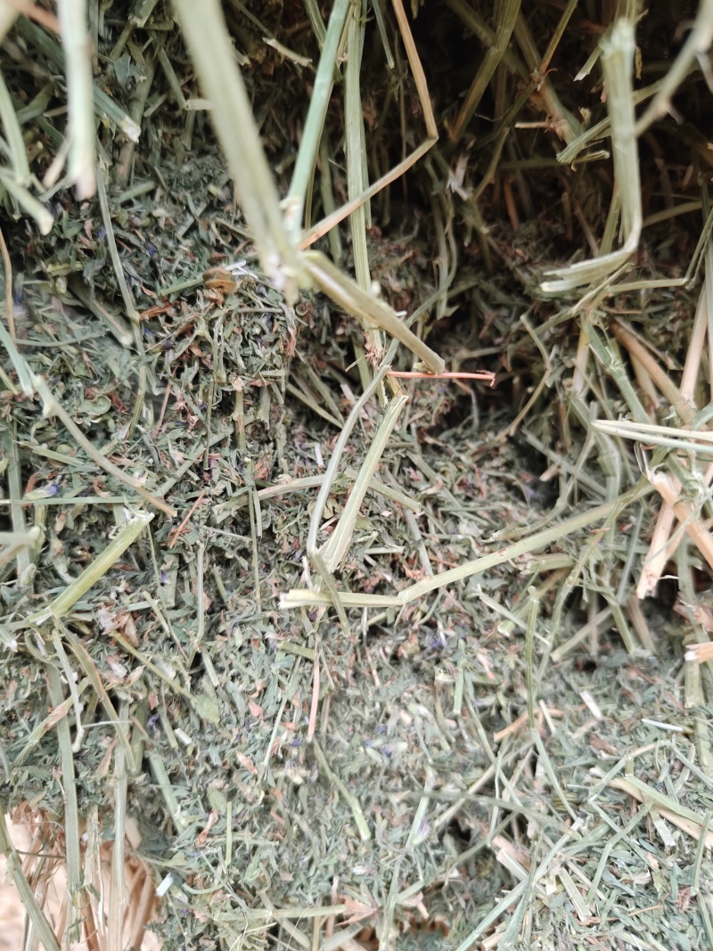 紫花苜蓿草二茬全国养殖户批发甘肃金塔大方困紫花苜蓿种植