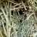 紫花苜蓿草二茬全国养殖户批发甘肃金塔大方困紫花苜蓿种植