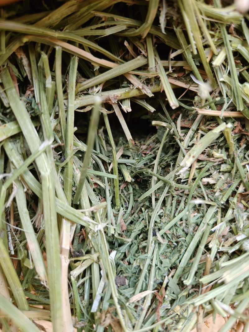 紫花苜蓿草二茬全国养殖户批发甘肃金塔大方困紫花苜蓿种植