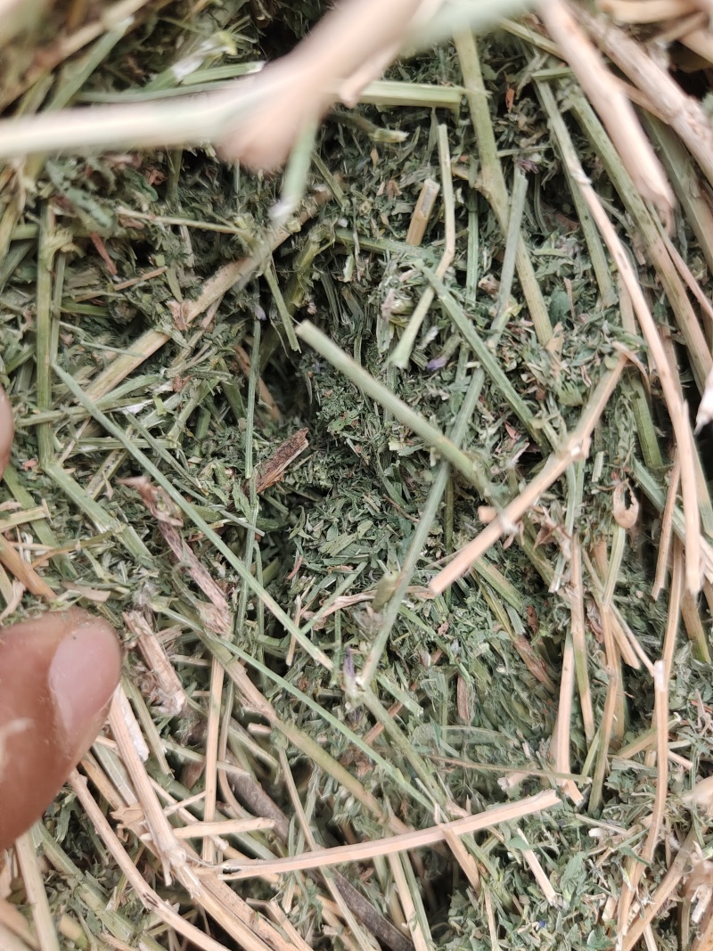 紫花苜蓿草二茬全国养殖户批发甘肃金塔大方困紫花苜蓿种植