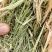 紫花苜蓿草二茬全国养殖户批发甘肃金塔大方困紫花苜蓿种植