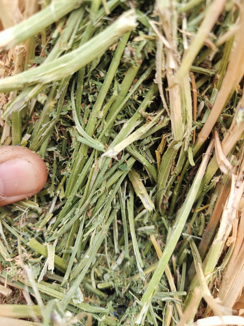紫花苜蓿草二茬全国养殖户批发甘肃金塔大方困紫花苜蓿种植