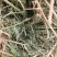 紫花苜蓿草二茬全国养殖户批发甘肃金塔大方困紫花苜蓿种植