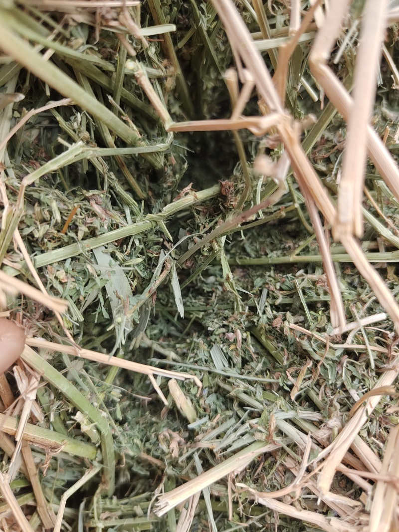 紫花苜蓿草二茬全国养殖户批发甘肃金塔大方困紫花苜蓿种植