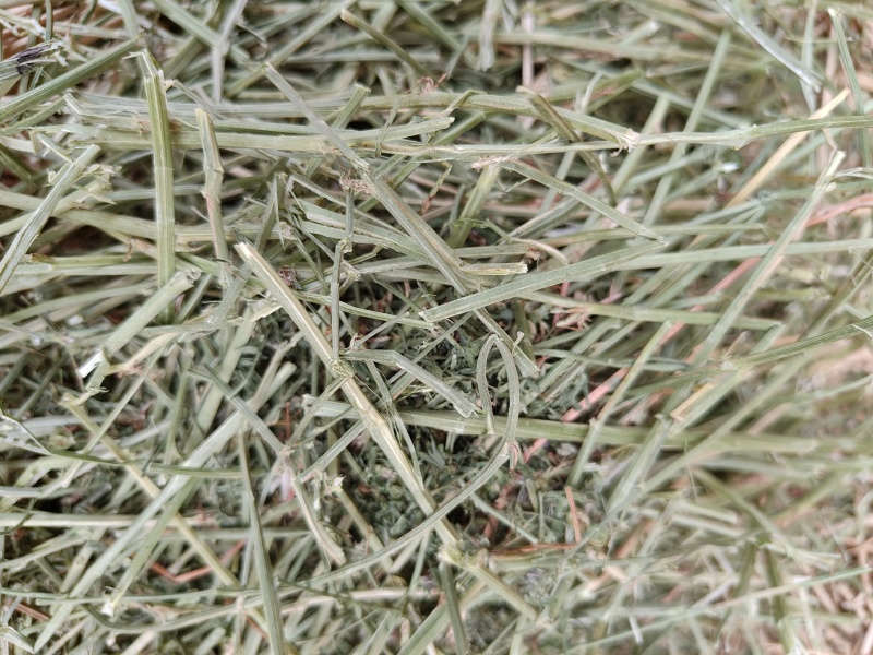 紫花苜蓿草二茬全国养殖户批发甘肃金塔大方困紫花苜蓿种植