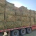 紫花苜蓿草二茬全国养殖户批发甘肃金塔大方困紫花苜蓿种植