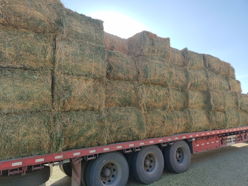 紫花苜蓿草二茬全国养殖户批发甘肃金塔大方困紫花苜蓿种植