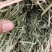 紫花苜蓿草二茬全国养殖户批发甘肃金塔大方困紫花苜蓿种植