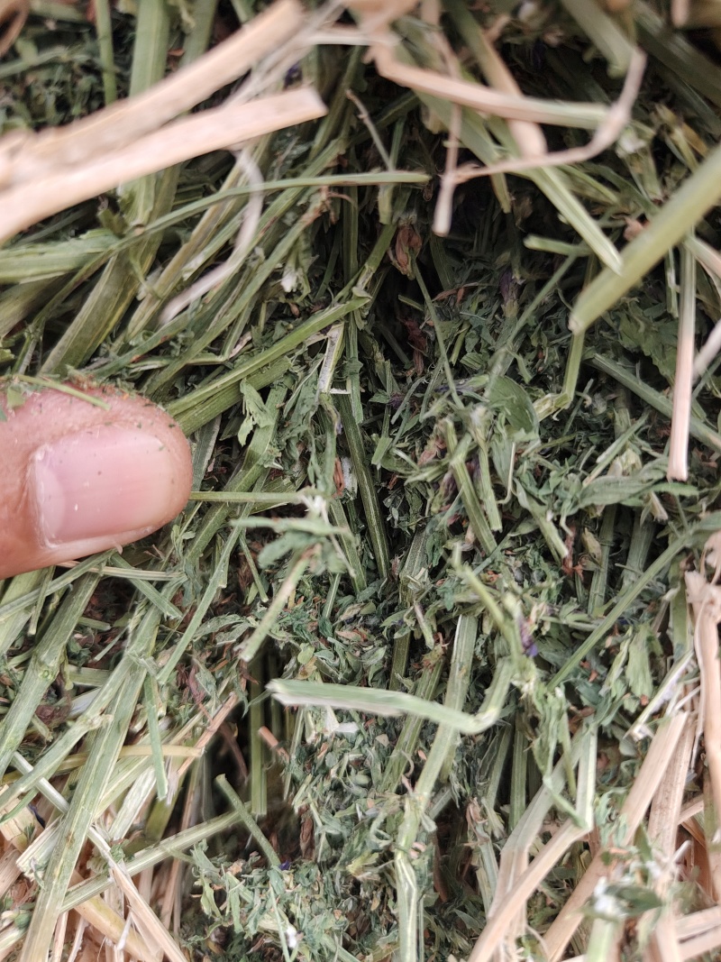 紫花苜蓿草二茬全国养殖户批发甘肃金塔大方困紫花苜蓿种植