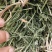紫花苜蓿草二茬全国养殖户批发甘肃金塔大方困紫花苜蓿种植