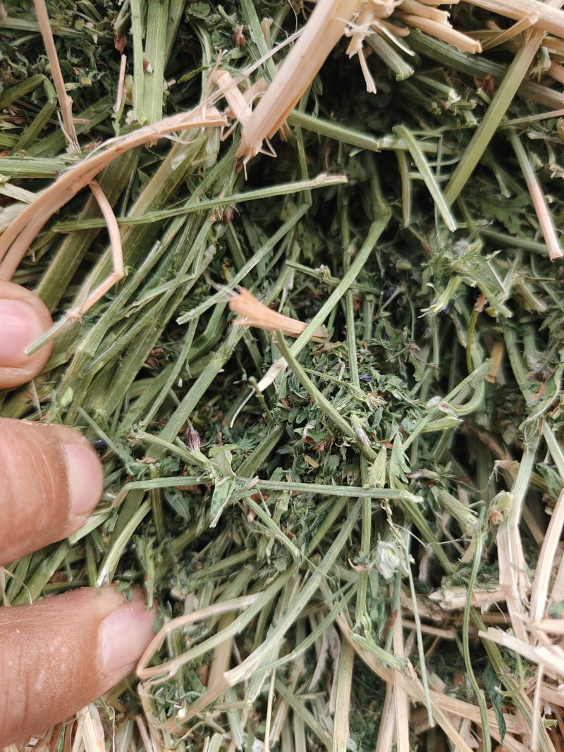 紫花苜蓿草二茬全国养殖户批发甘肃金塔大方困紫花苜蓿种植