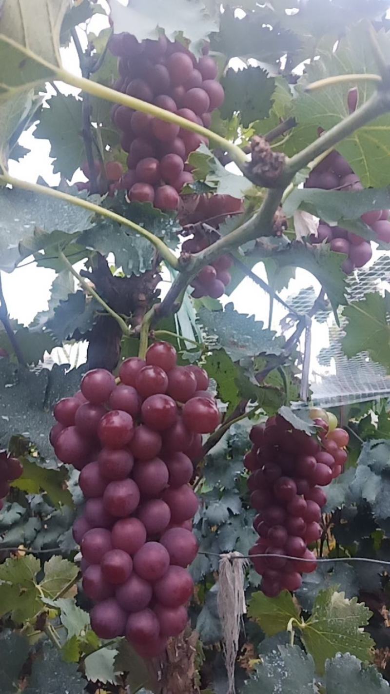 诚信经营，一手货源，物美价廉