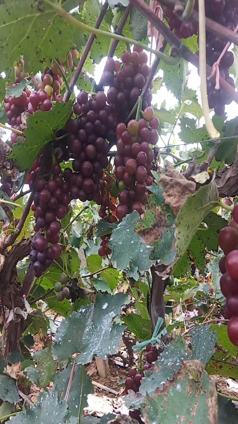 诚信经营，一手货源，物美价廉