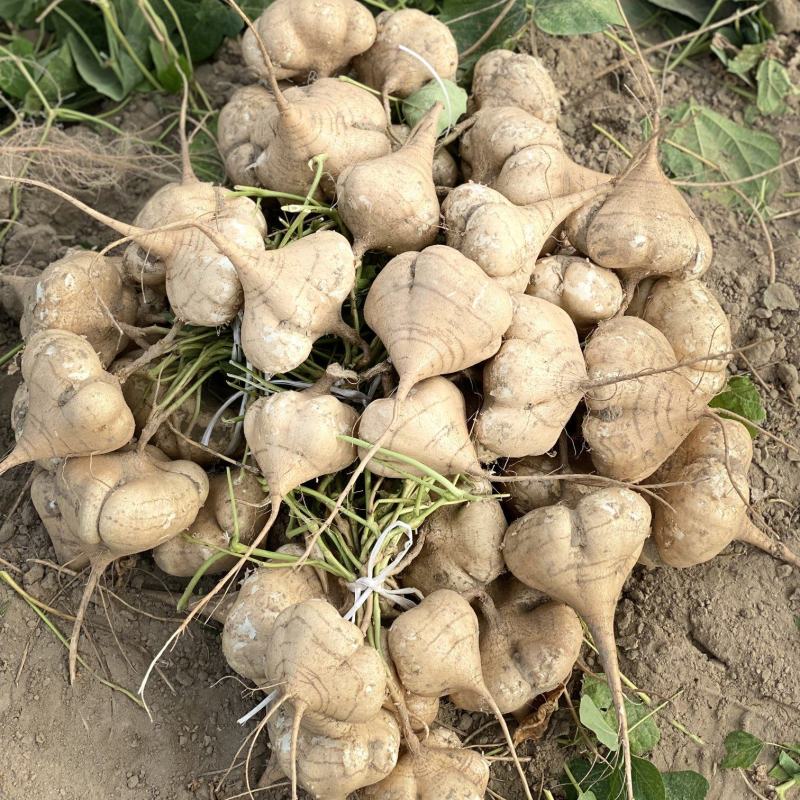 【凉薯】白地瓜豆薯产地视频看货量大货源充足